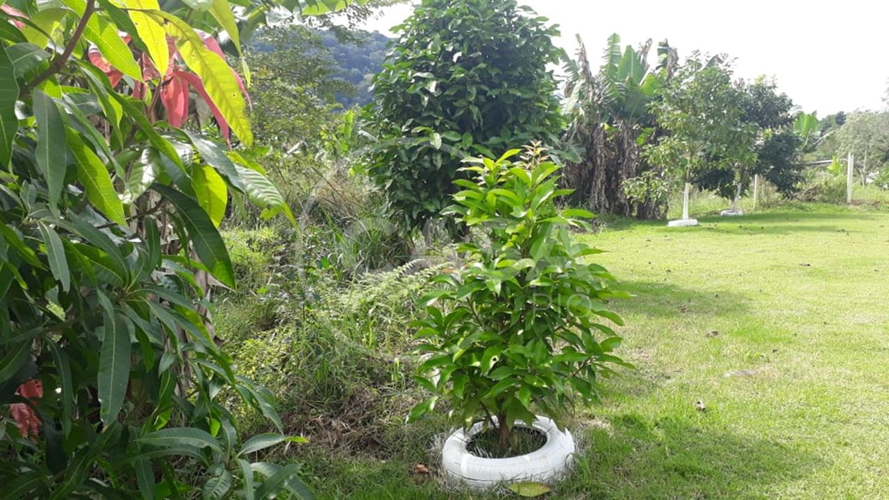 Chácara - Itariri (Cód. 279) - miniatura 7